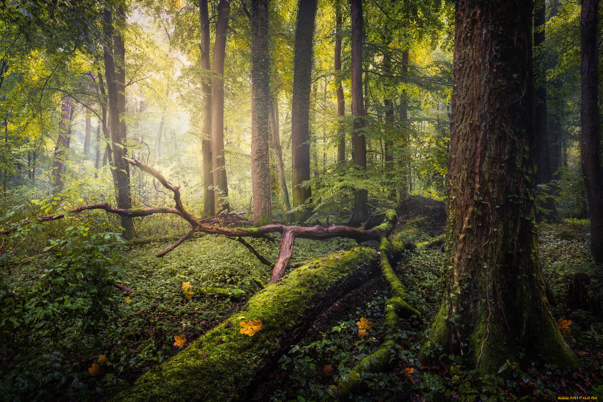 Forest tree. Лесная чаща г Стюарт. Лес. Лес после дождя. Природа чаща.